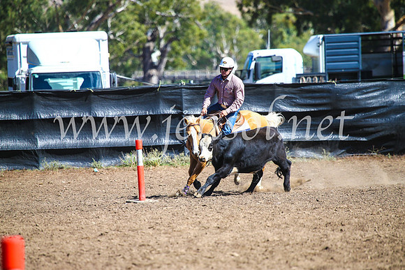 GundagaiCampdraft2017_0848