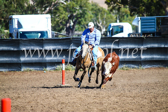 GundagaiCampdraft2017_0646