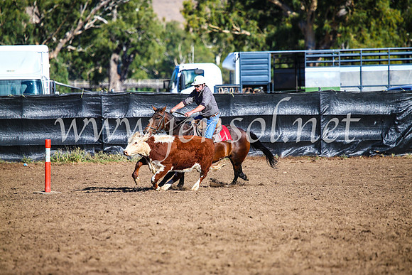 GundagaiCampdraft2017_0584