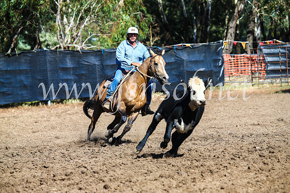 GundagaiCampdraft2017_0764