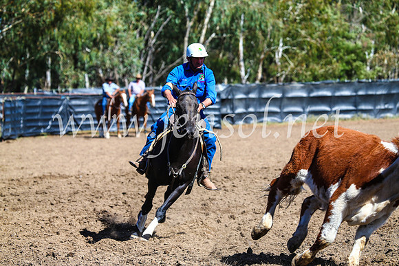 GundagaiCampdraft2017_0786