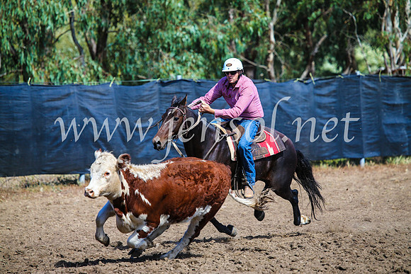 GundagaiCampdraft2017_0899