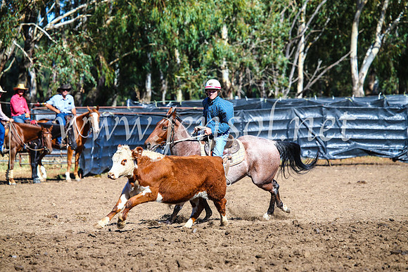 GundagaiCampdraft2017_0668