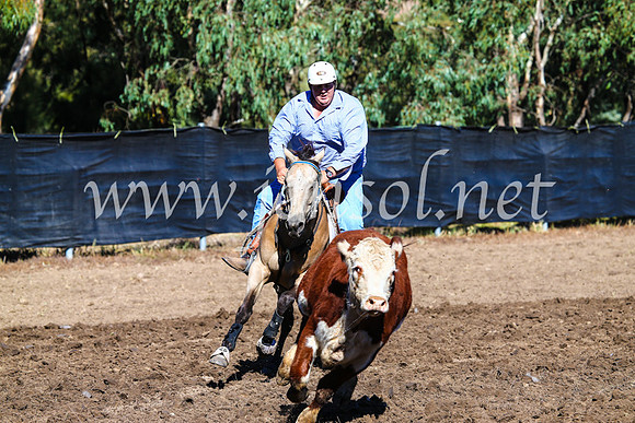 GundagaiCampdraft2017_0640