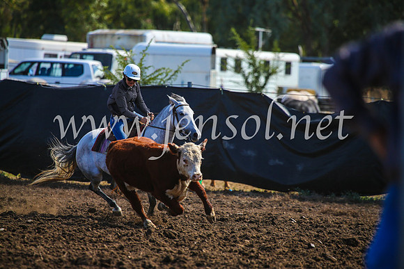 GundagaiCampdraft2017_0931