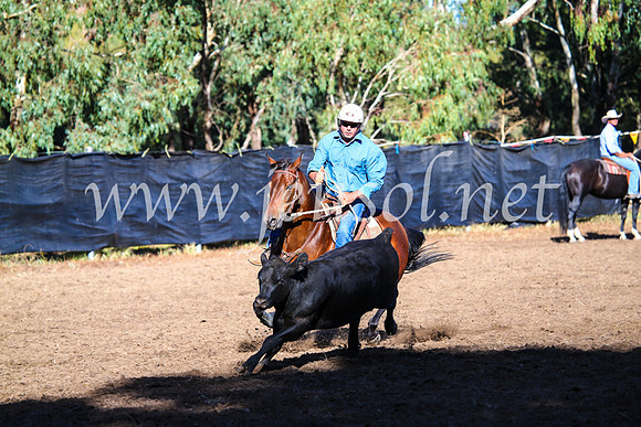 GundagaiCampdraft2017_0557