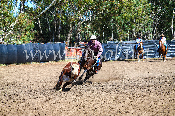 GundagaiCampdraft2017_0780
