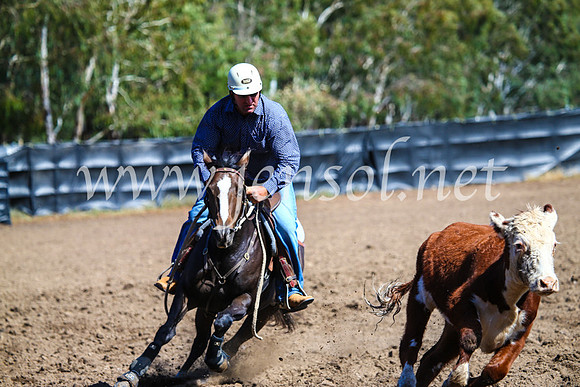 GundagaiCampdraft2017_0879