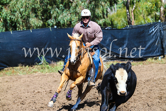 GundagaiCampdraft2017_0835