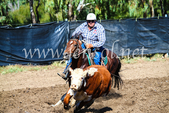 GundagaiCampdraft2017_0655