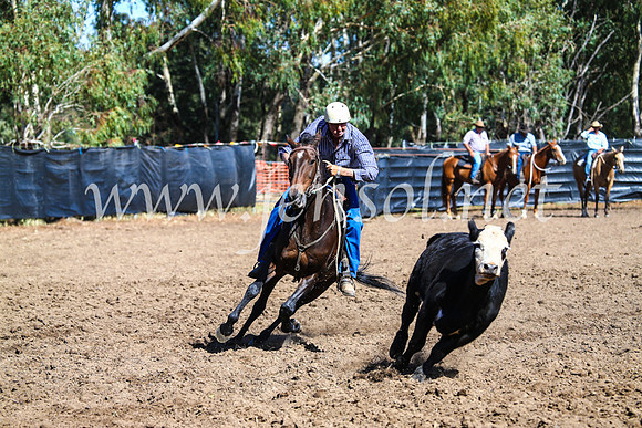 GundagaiCampdraft2017_0808