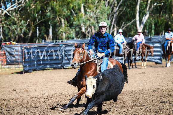 GundagaiCampdraft2017_0745