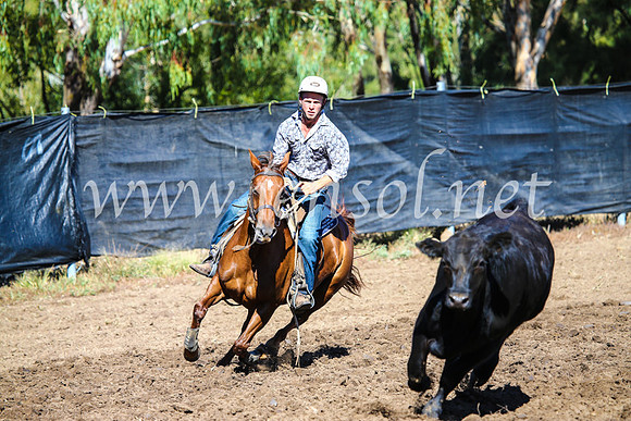 GundagaiCampdraft2017_0696