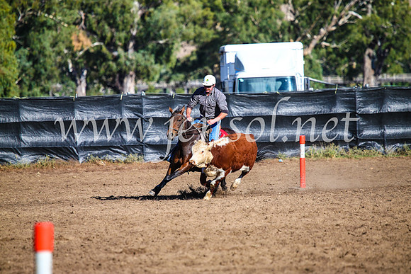 GundagaiCampdraft2017_0596