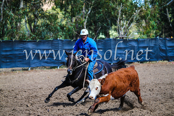GundagaiCampdraft2017_0861