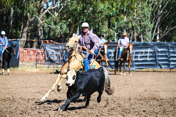GundagaiCampdraft2017_0773