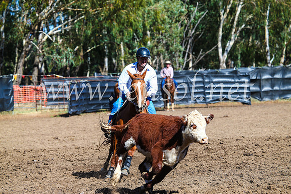 GundagaiCampdraft2017_0754