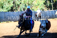 GundagaiCampdraft2017_0575