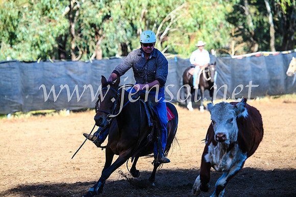 GundagaiCampdraft2017_0575