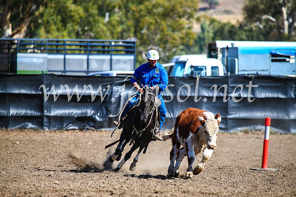 GundagaiCampdraft2017_0798