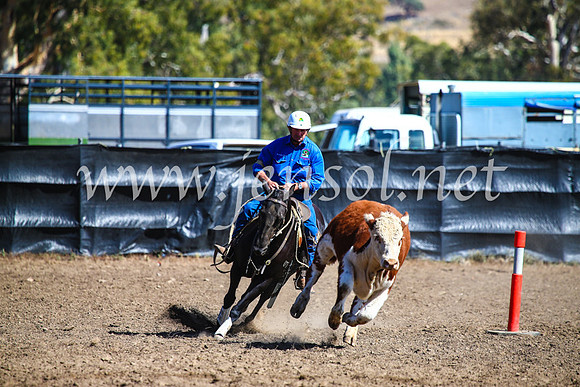 GundagaiCampdraft2017_0793