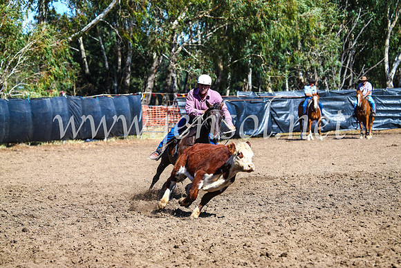 GundagaiCampdraft2017_0785