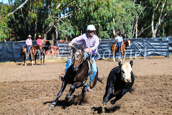GundagaiCampdraft2017_0677