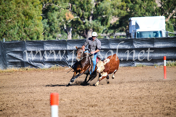 GundagaiCampdraft2017_0595