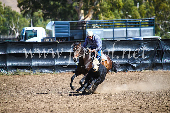 GundagaiCampdraft2017_0822