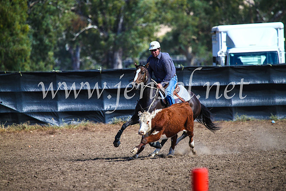 GundagaiCampdraft2017_0882