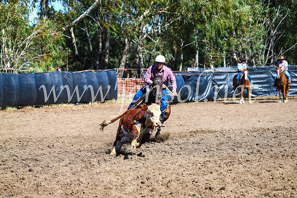GundagaiCampdraft2017_0781