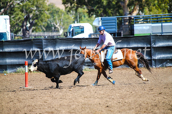 GundagaiCampdraft2017_0732