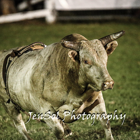 MiltonShowRodeo2018_1441