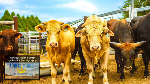 TaralgaRodeo2019_0580