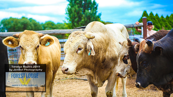 TaralgaRodeo2019_0591
