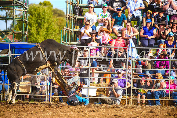 QueanbeyanRodeo2017_3557