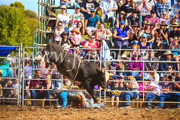 QueanbeyanRodeo2017_3570