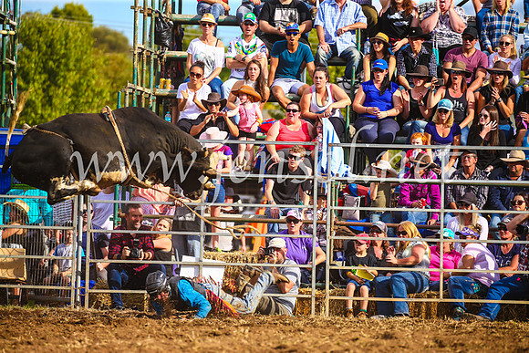 QueanbeyanRodeo2017_3559