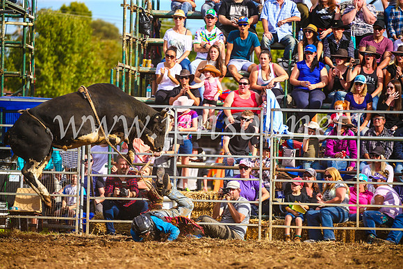 QueanbeyanRodeo2017_3561