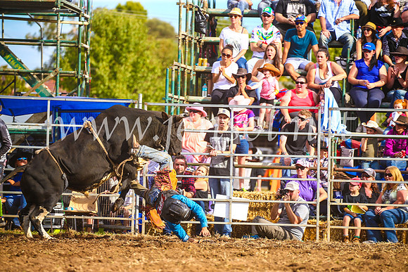 QueanbeyanRodeo2017_3558