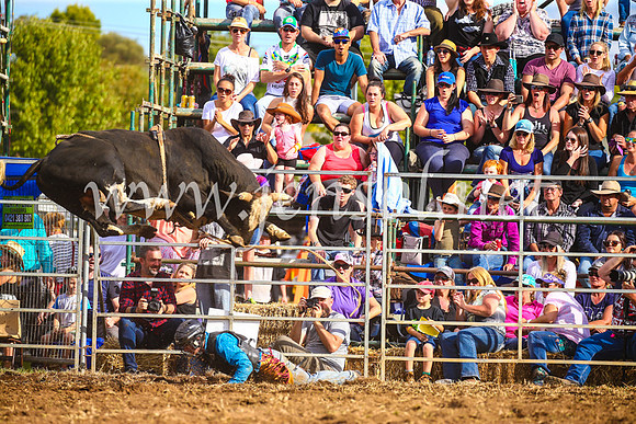 QueanbeyanRodeo2017_3574