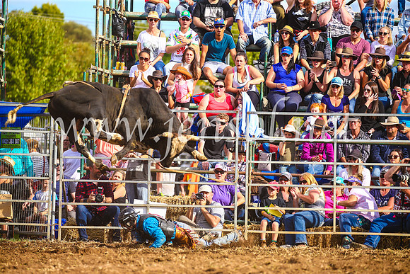 QueanbeyanRodeo2017_3572