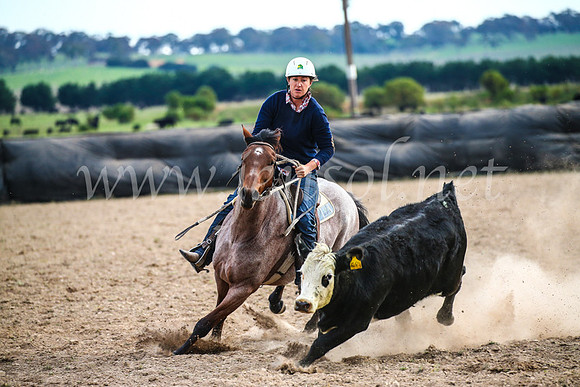 GoulburnCampdraft2017_6863