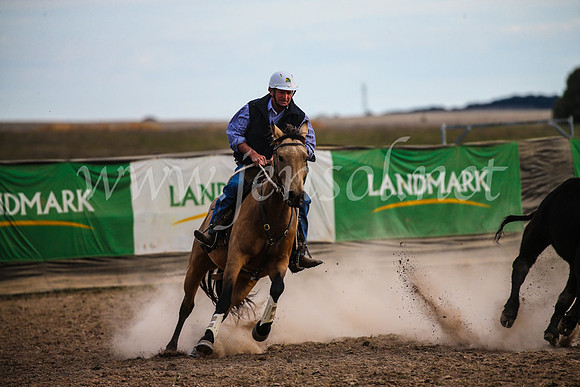 GoulburnCampdraft2017_7172