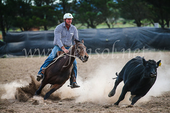 GoulburnCampdraft2017_7113