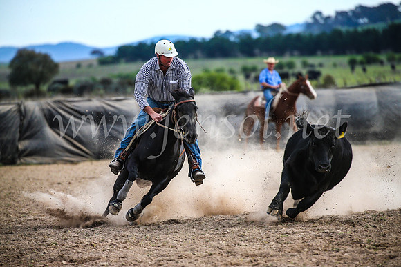 GoulburnCampdraft2017_6883