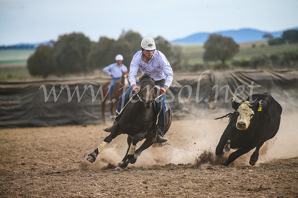 GoulburnCampdraft2017_6754