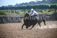 GoulburnCampdraft2017_6746