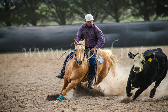 GoulburnCampdraft2017_6787