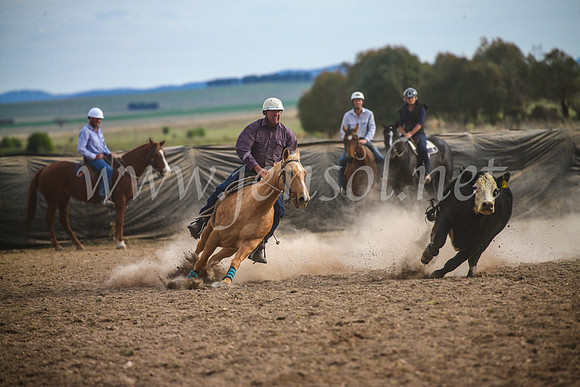 GoulburnCampdraft2017_6794